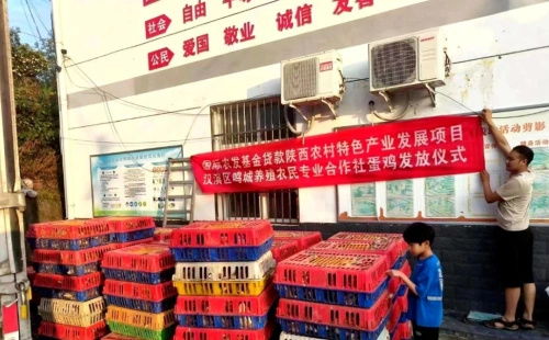 從都市回歸田園 安康80后大學(xué)生返鄉(xiāng)創(chuàng)業(yè)，蛋雞養(yǎng)殖成就年銷(xiāo)億元夢(mèng)